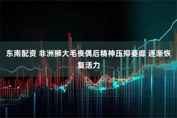 东南配资 非洲狮大毛丧偶后精神压抑萎靡 逐渐恢复活力